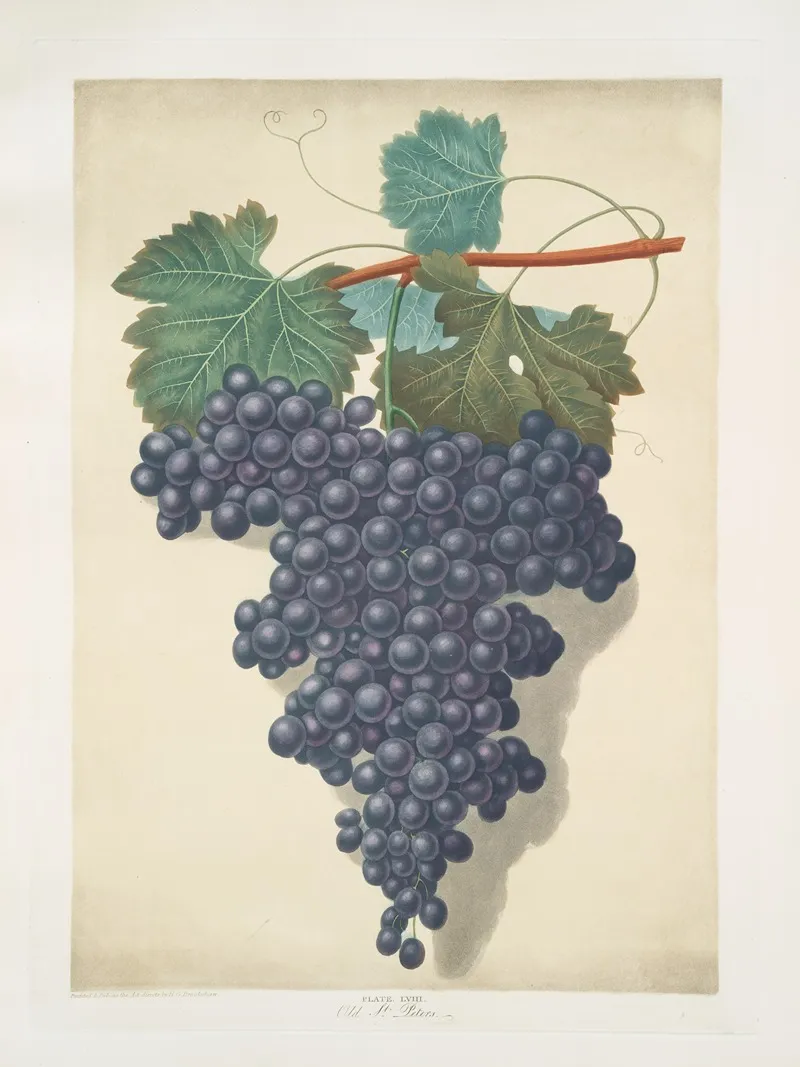 Old St Peters Old St Petre Grape Wall Art by George Brookshaw - High-Resolution Digital Print