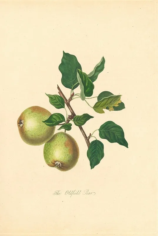 Oldfield Pear Wall Art by Thomas Andrew Knight - High-Resolution Digital Print