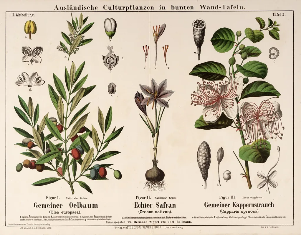 Olea Europaea Crocus Sativus Capparis Spinosa Olijfboom Saffraan Kappertjesstruik Wall Art by Hermann Zippel - High-Resolution Digital Print