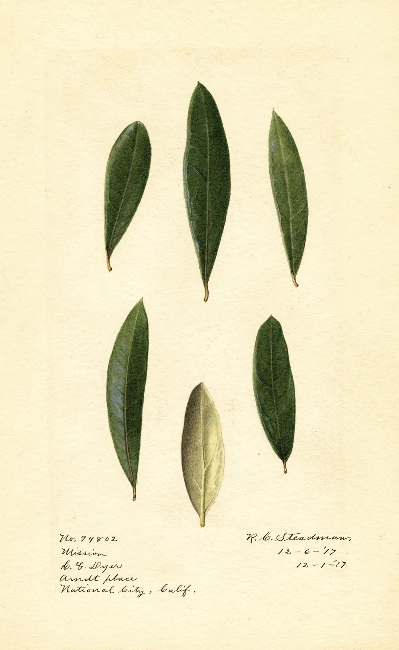 Olea Europaea Mission 2 Wall Art by Royal Charles Steadman - High-Resolution Digital Print