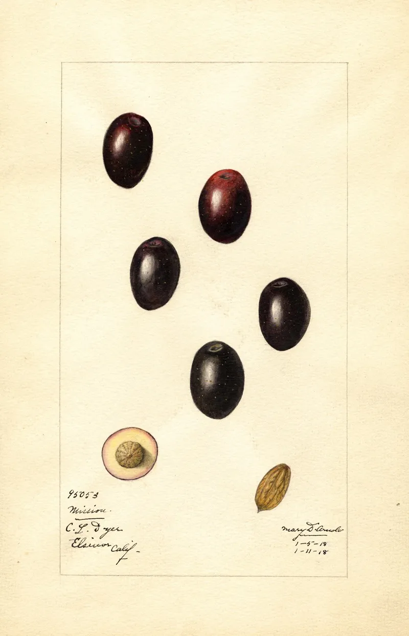 Olea Europaea Mission Wall Art by Mary Daisy Arnold - High-Resolution Digital Print