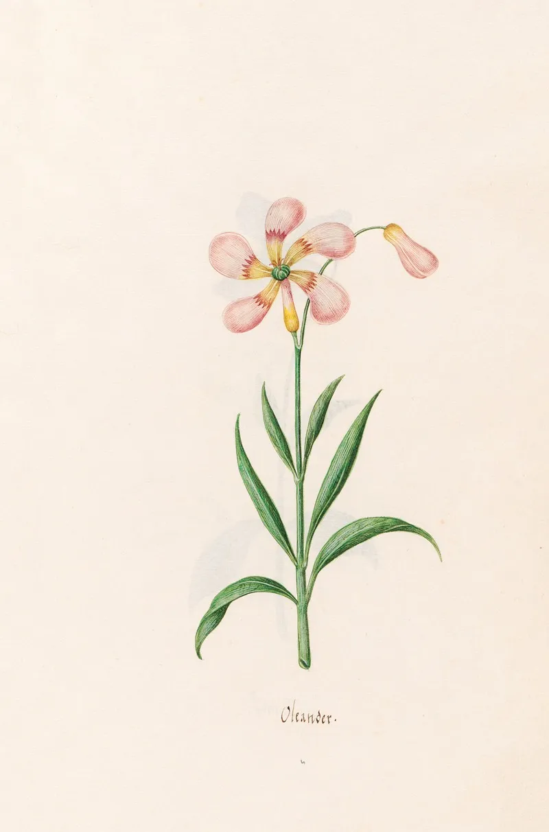 Oleander 2 Wall Art by Magdelena Rosina Funck - High-Resolution Digital Print