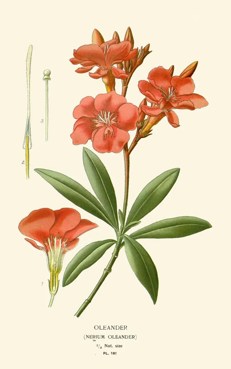Oleander Wall Art by Edward Step - High-Resolution Digital Print