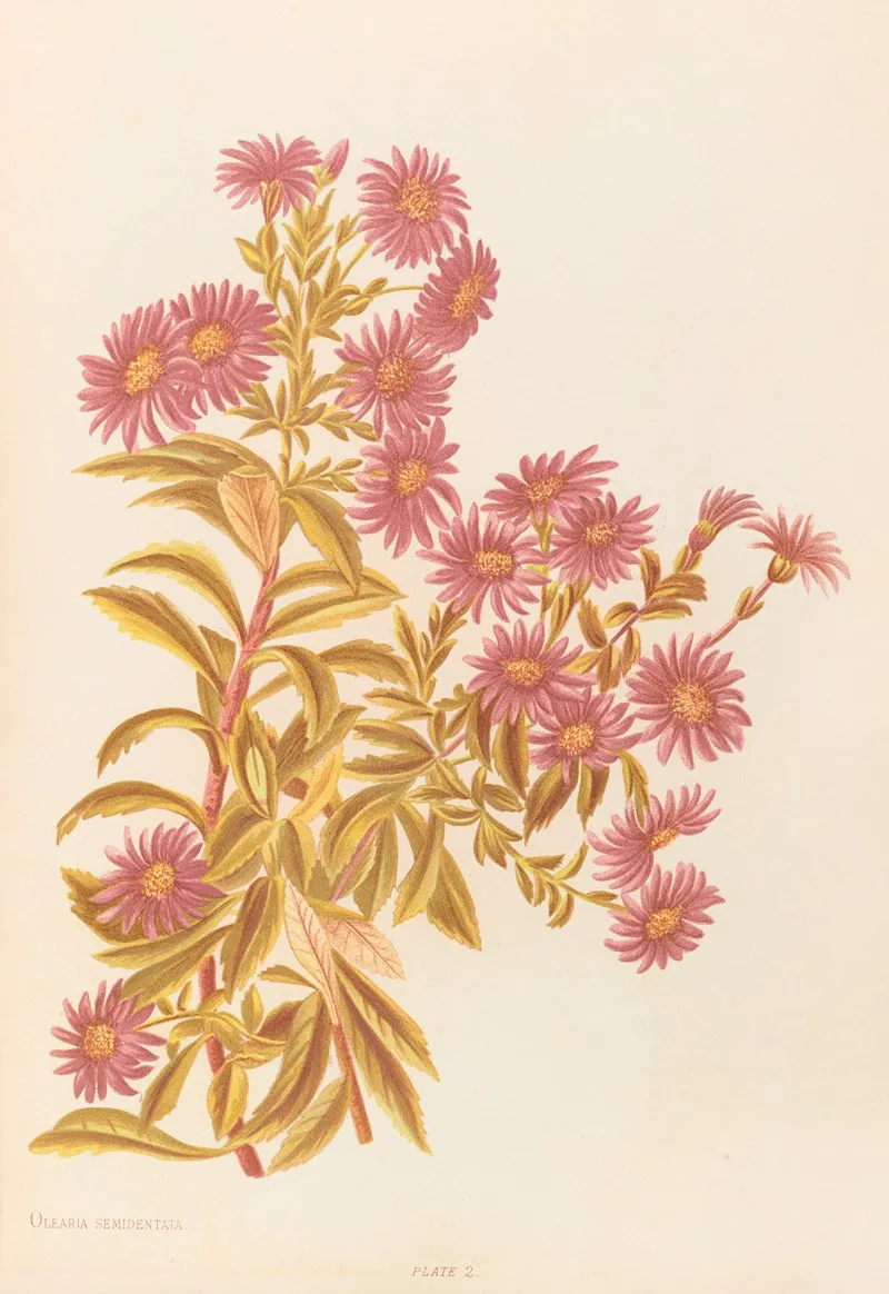 Olearia Semidentata Wall Art by Georgina Burne Hetley - High-Resolution Digital Print