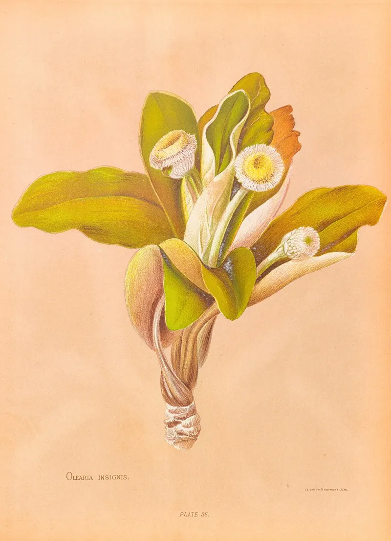 Oleria Insignis Wall Art by Georgina Burne Hetley - High-Resolution Digital Print