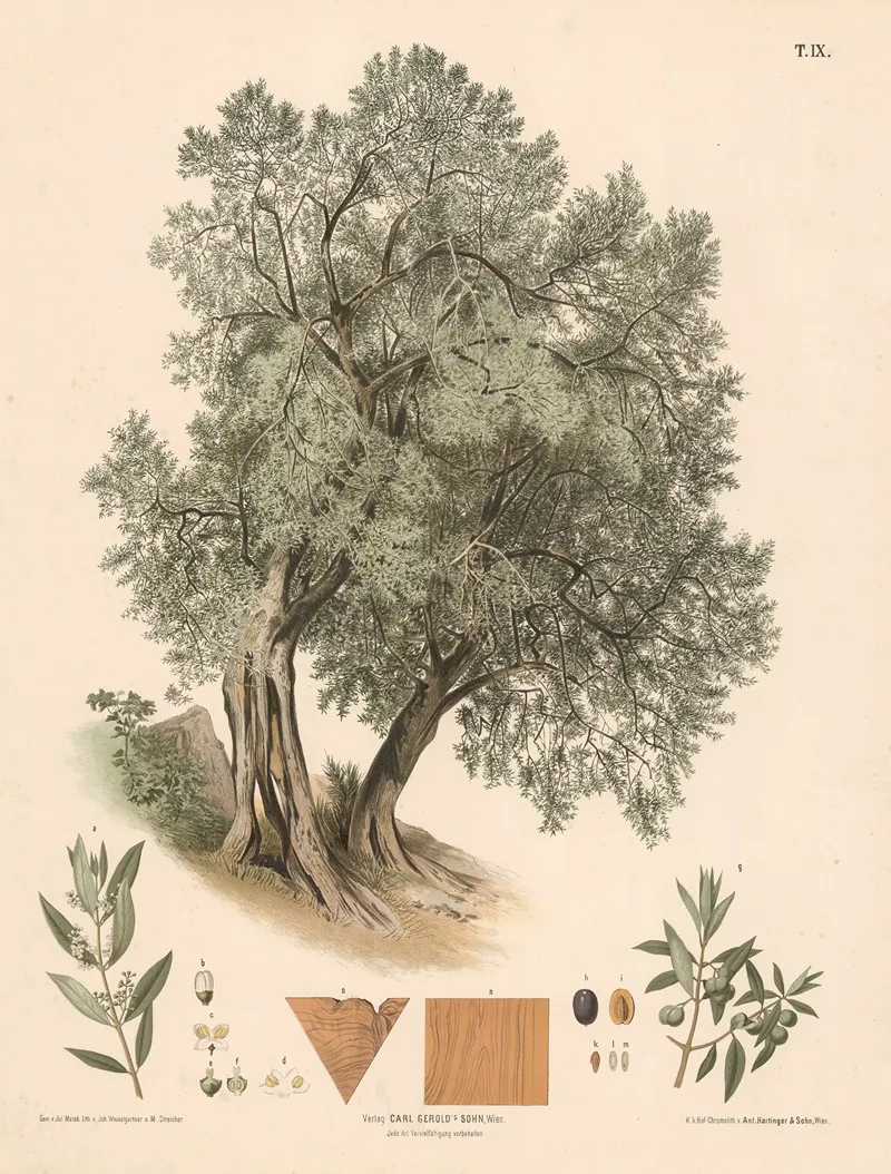 Olietrae