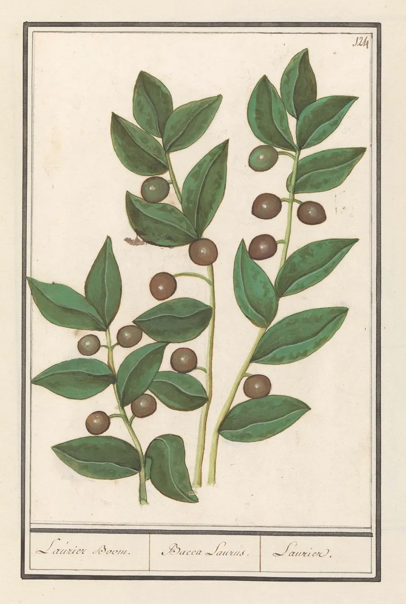 Olijf Olea Europaea Laurier Boom Bacca Laurus Laurier Wall Art by Anselmus Boëtius de Boodt - High-Resolution Digital Print