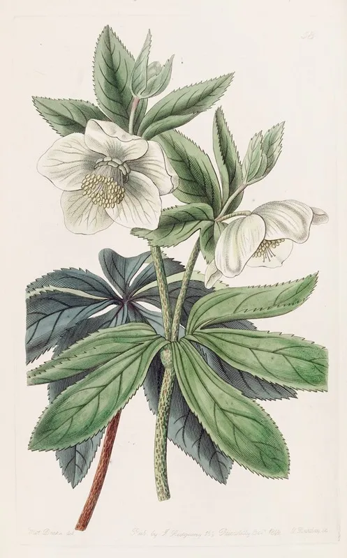 Olympian Hellebore Wall Art by Sydenham Edwards - High-Resolution Digital Print