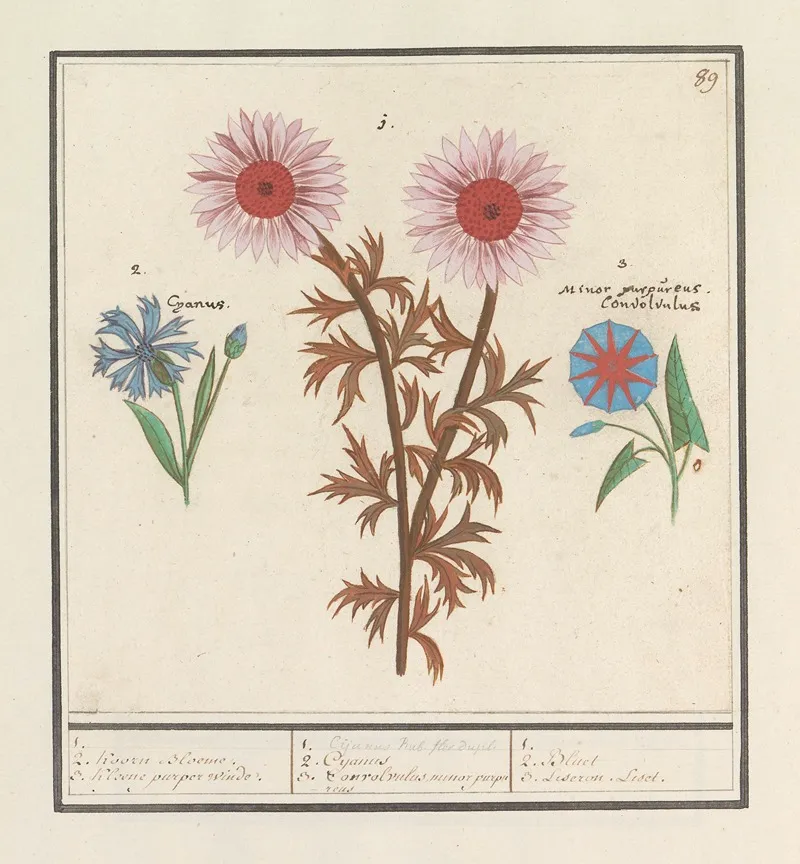 On8f901 Wall Art by Anselmus Boëtius de Boodt - High-Resolution Digital Print