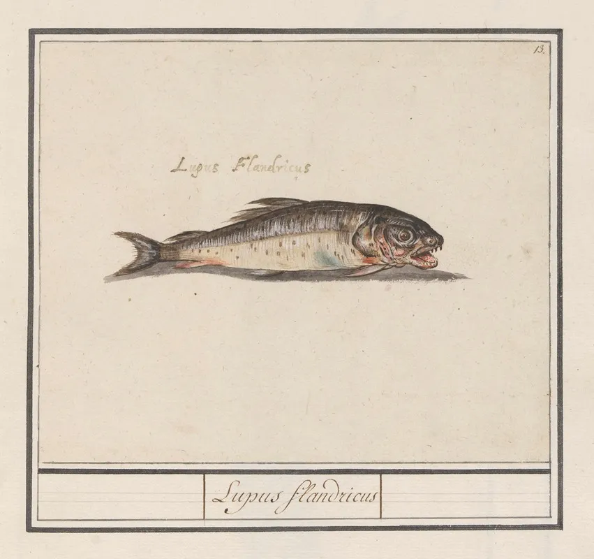 Onbekende Vis Lupus Flandricus Wall Art by Anselmus Boëtius de Boodt - High-Resolution Digital Print