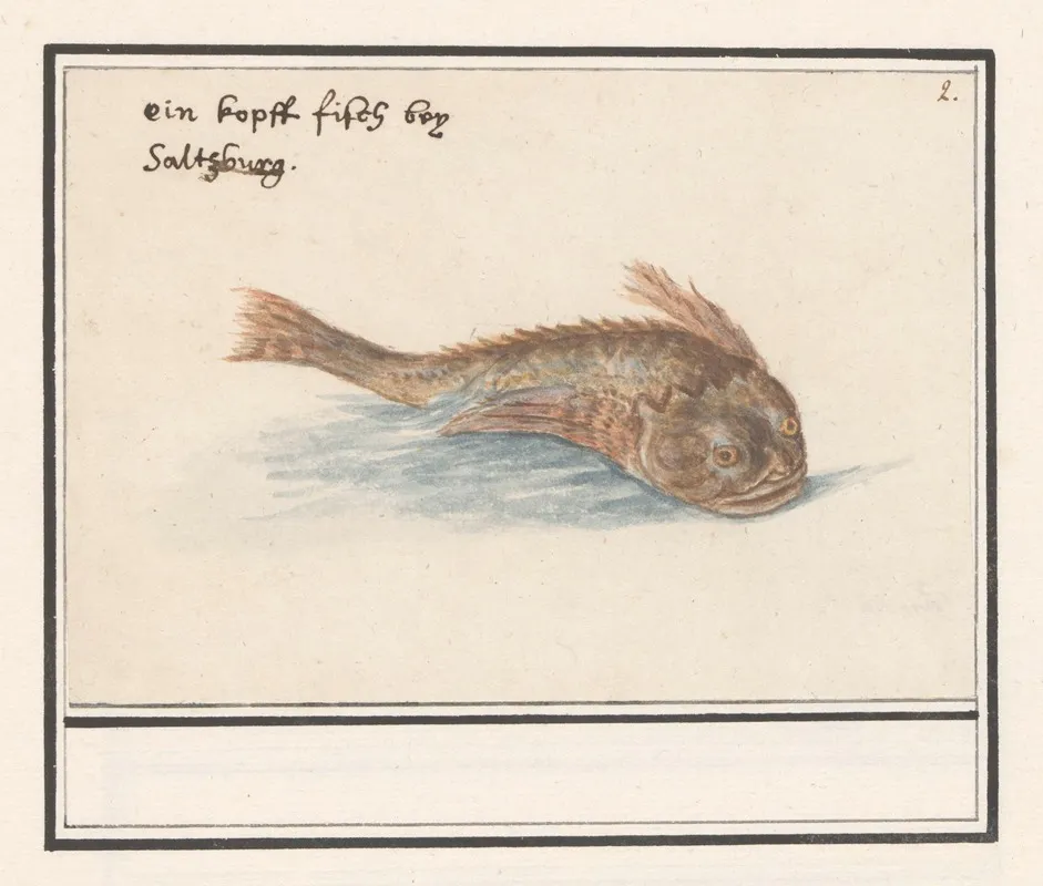 Onbekende Vis Wall Art by Anselmus Boëtius de Boodt - High-Resolution Digital Print