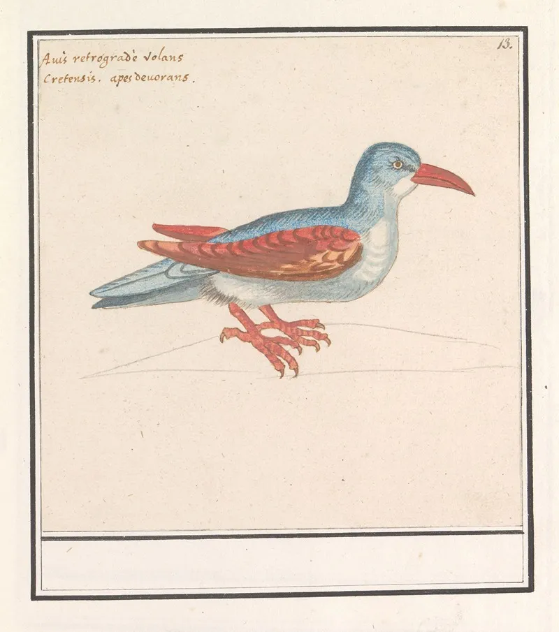 Onbekende Vogel 2 Wall Art by Anselmus Boëtius de Boodt - High-Resolution Digital Print