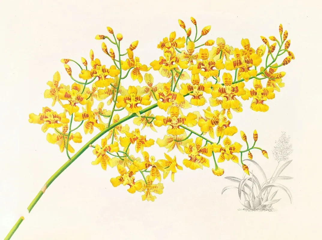 Oncidium Aurosum 2 Wall Art by Jean Jules Linden - High-Resolution Digital Print