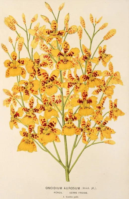 Oncidium Aurosum Wall Art by Charles Antoine Lemaire - High-Resolution Digital Print