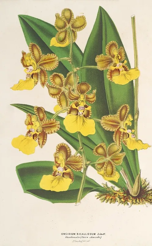 Oncidium Bicallosum Wall Art by Charles Antoine Lemaire - High-Resolution Digital Print