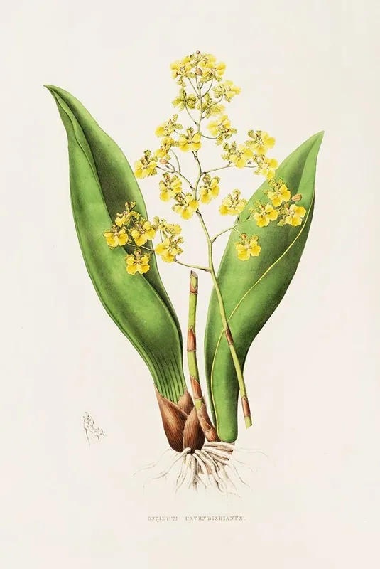 Oncidium Cavendishianum Wall Art by James Bateman - High-Resolution Digital Print