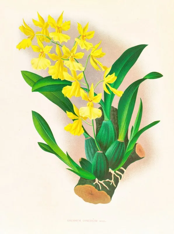 Oncidium Concolor Wall Art by Jean Jules Linden - High-Resolution Digital Print
