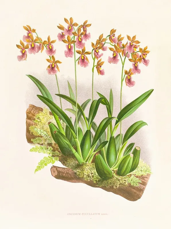 Oncidium Cucullatum Wall Art by Jean Jules Linden - High-Resolution Digital Print