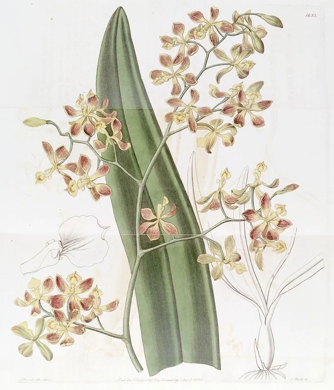 Oncidium Flowered Epidendrum Wall Art by Sydenham Edwards - High-Resolution Digital Print