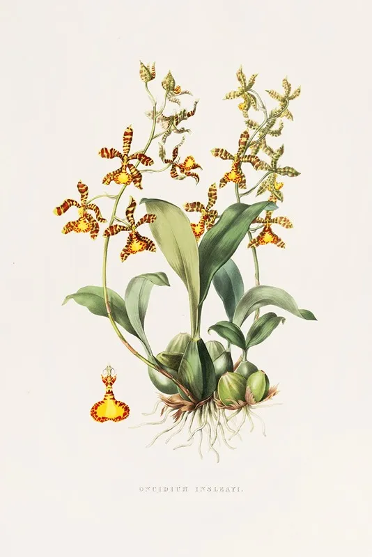 Oncidium Insleayii Wall Art by James Bateman - High-Resolution Digital Print