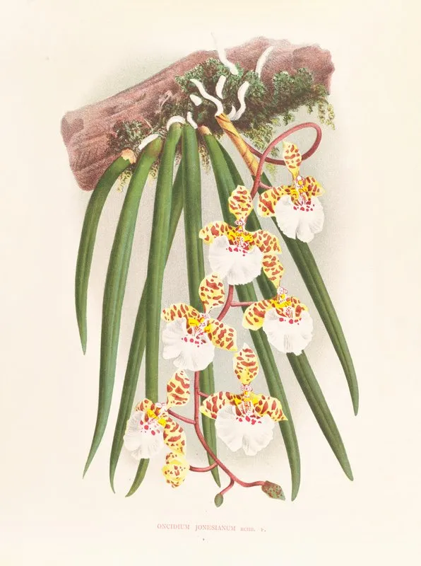 Oncidium Jonesianum Wall Art by Jean Jules Linden - High-Resolution Digital Print