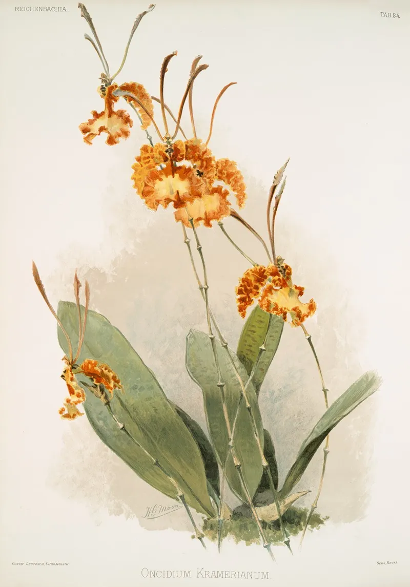 Oncidium Kramerianum 2 Wall Art by Frederick Sander - High-Resolution Digital Print