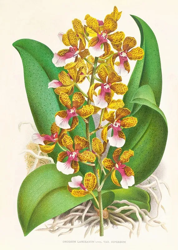 Oncidium Lannceanum Wall Art by Jean Jules Linden - High-Resolution Digital Print