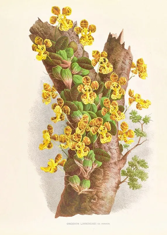 Oncidium Limminghei Wall Art by Jean Jules Linden - High-Resolution Digital Print