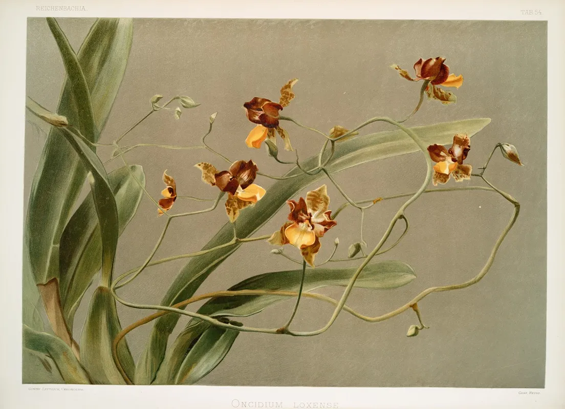Oncidium Loxense Wall Art by Frederick Sander - High-Resolution Digital Print