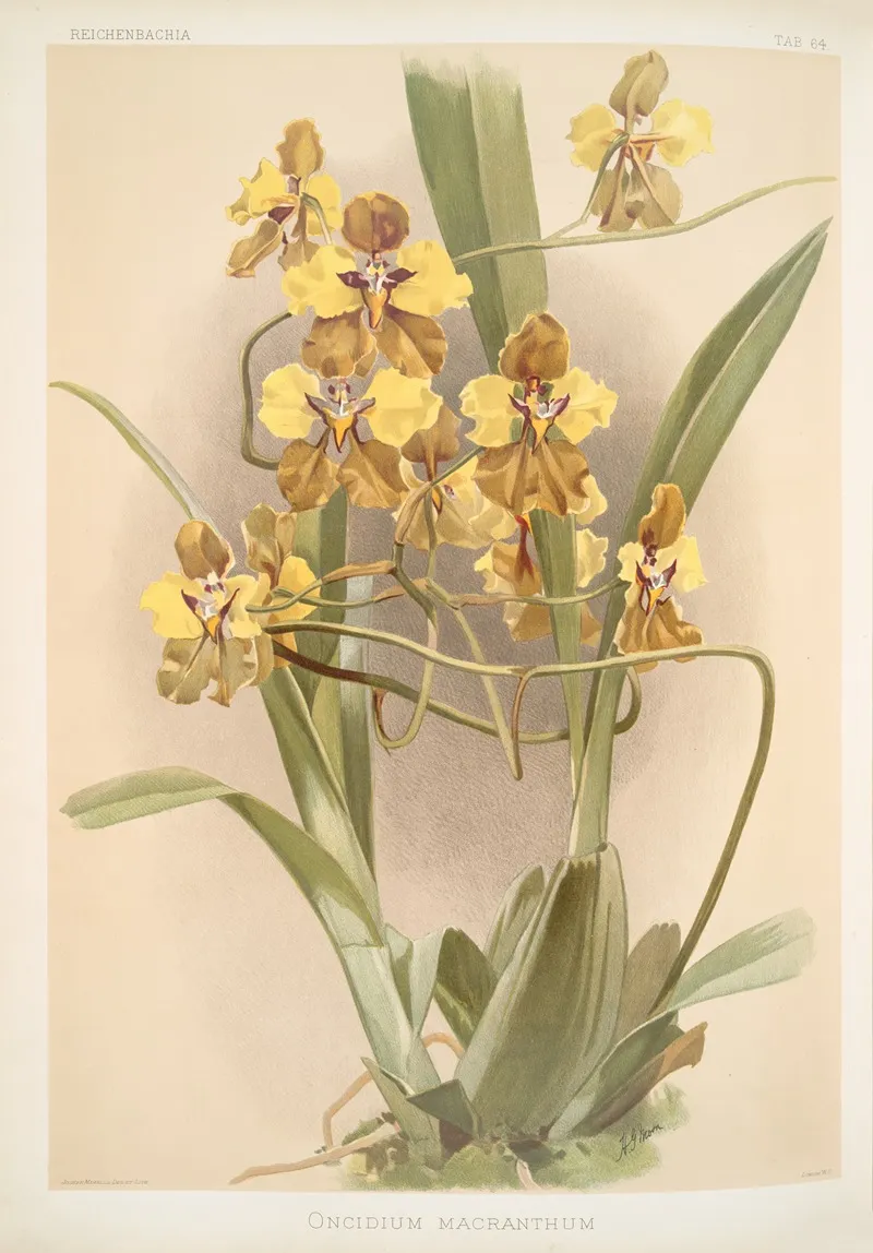 Oncidium Macranthum Wall Art by Frederick Sander - High-Resolution Digital Print