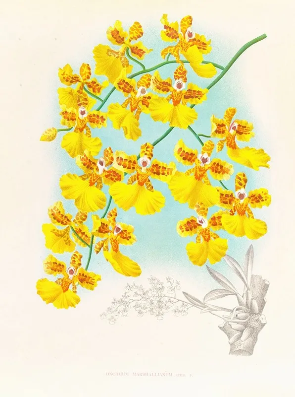 Oncidium Marshallianum Wall Art by Jean Jules Linden - High-Resolution Digital Print