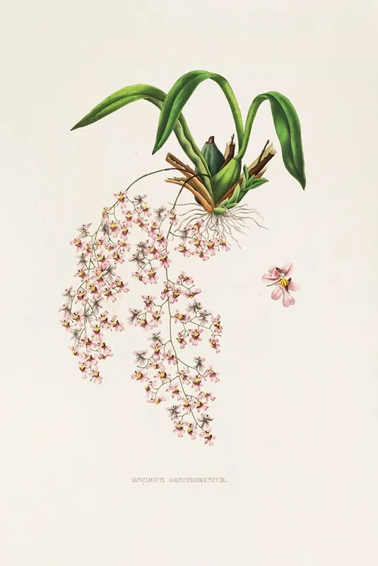 Oncidium Ornithorhynchum Wall Art by James Bateman - High-Resolution Digital Print