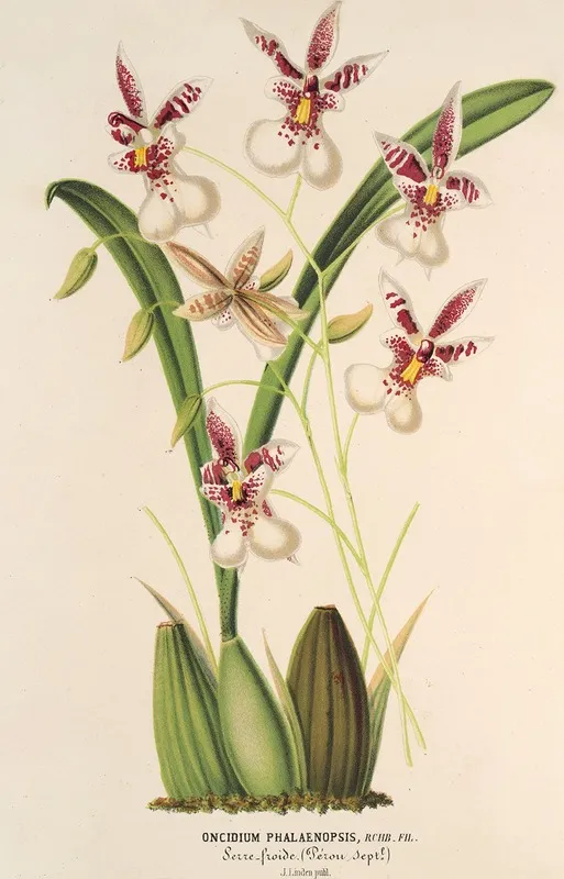 Oncidium Phalaenopsis Wall Art by Charles Antoine Lemaire - High-Resolution Digital Print