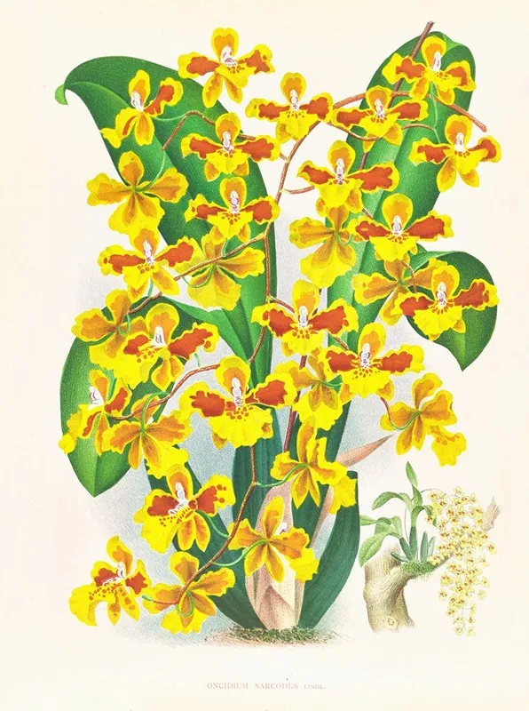 Oncidium Sarcodes Wall Art by Jean Jules Linden - High-Resolution Digital Print