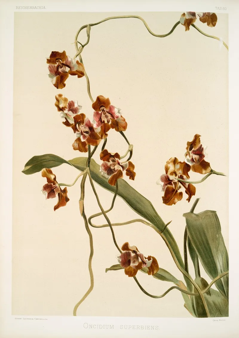 Oncidium Superbiens Wall Art by Frederick Sander - High-Resolution Digital Print
