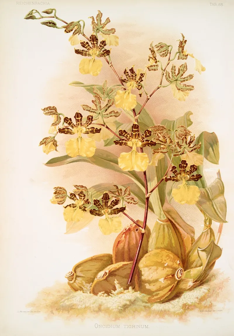 Oncidium Tigrinum Wall Art by Frederick Sander - High-Resolution Digital Print