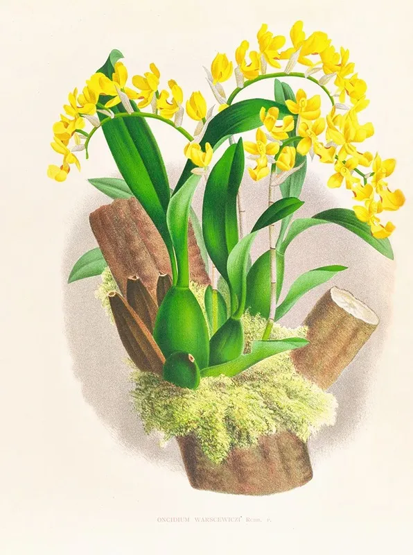 Oncidium Warscewiczi Wall Art by Jean Jules Linden - High-Resolution Digital Print