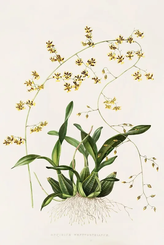 Oncidium Wentworthianum Wall Art by James Bateman - High-Resolution Digital Print
