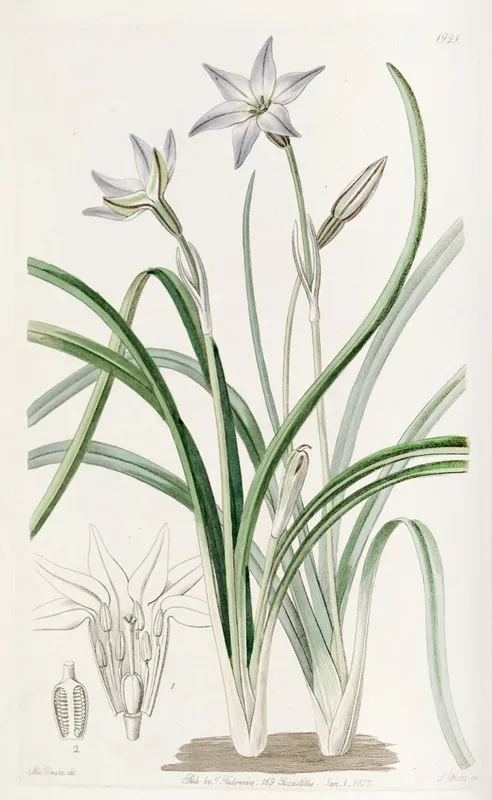 One Flowered Tritelia Wall Art by Sydenham Edwards - High-Resolution Digital Print