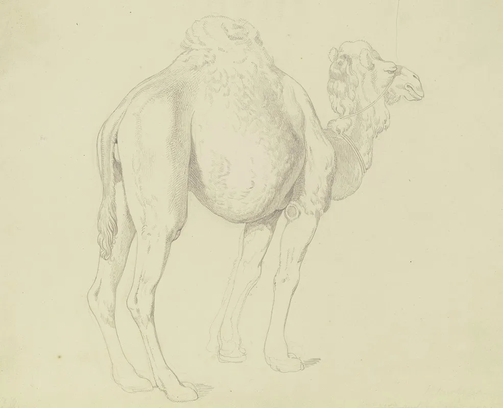 One Humped Camel To The Right