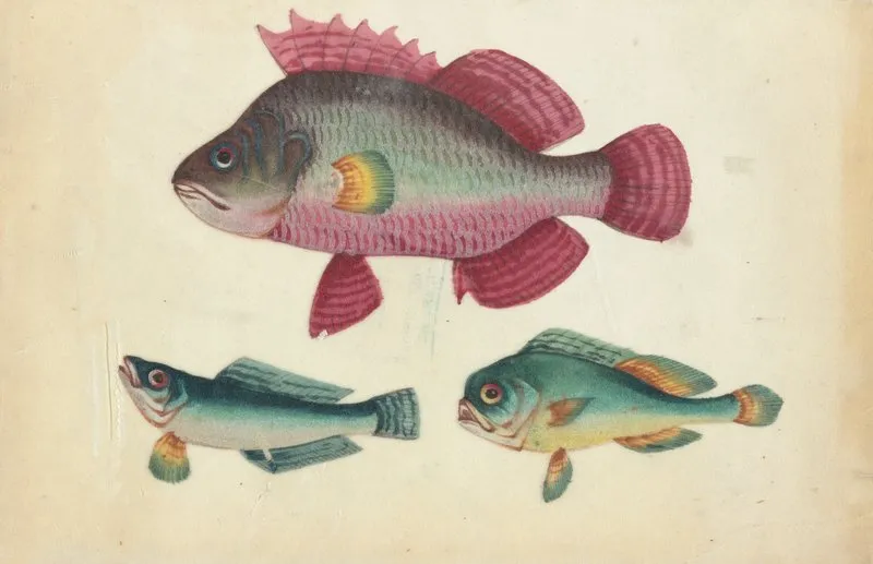 One Pink Fish Two Green Fish