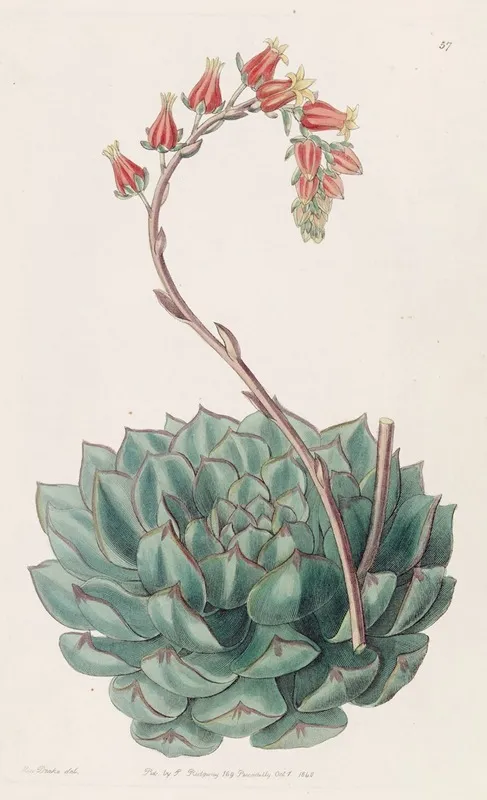 One Sided Echeveria Wall Art by Sydenham Edwards - High-Resolution Digital Print