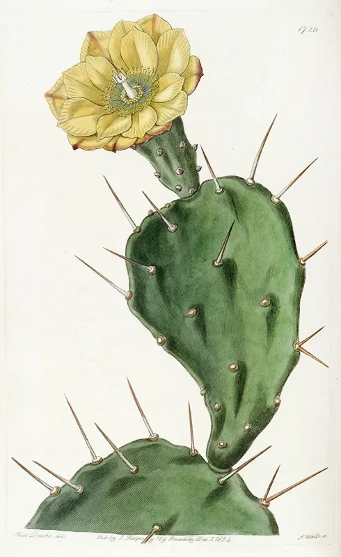 One Spined Opuntia Wall Art by Sydenham Edwards - High-Resolution Digital Print