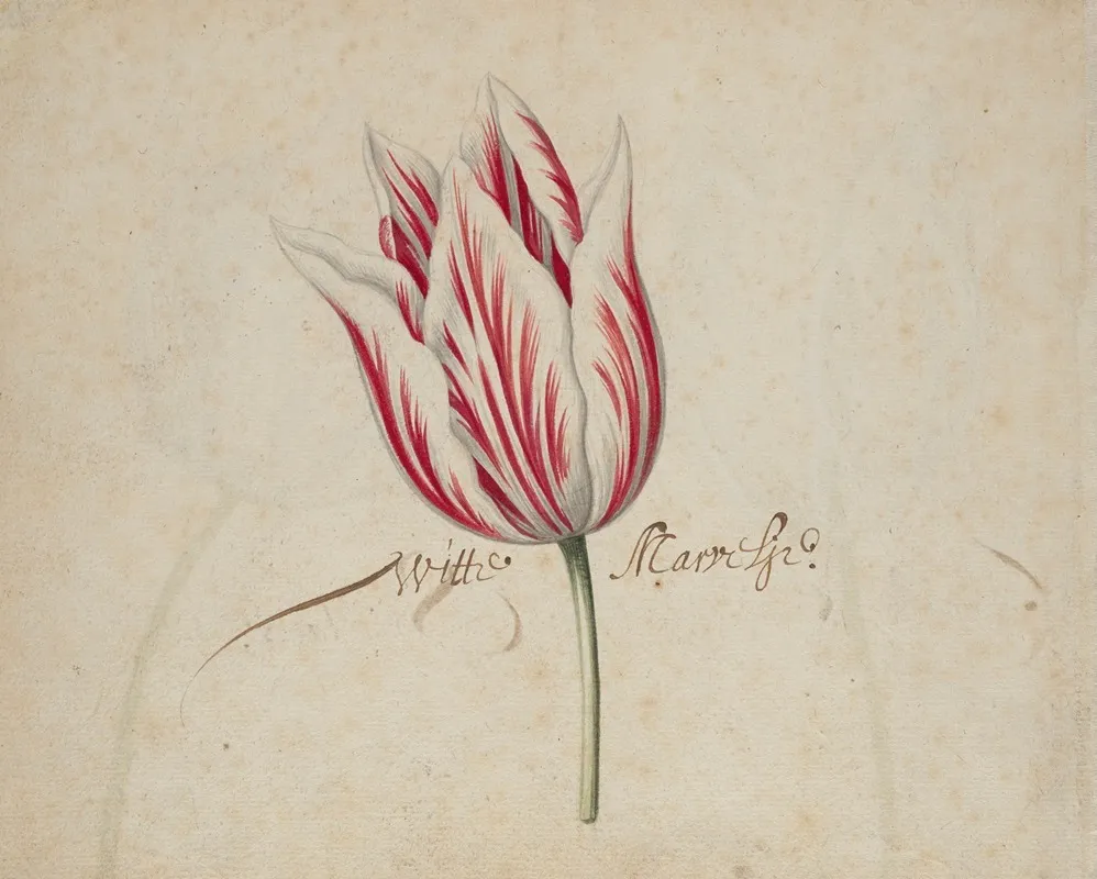 One Tulip
