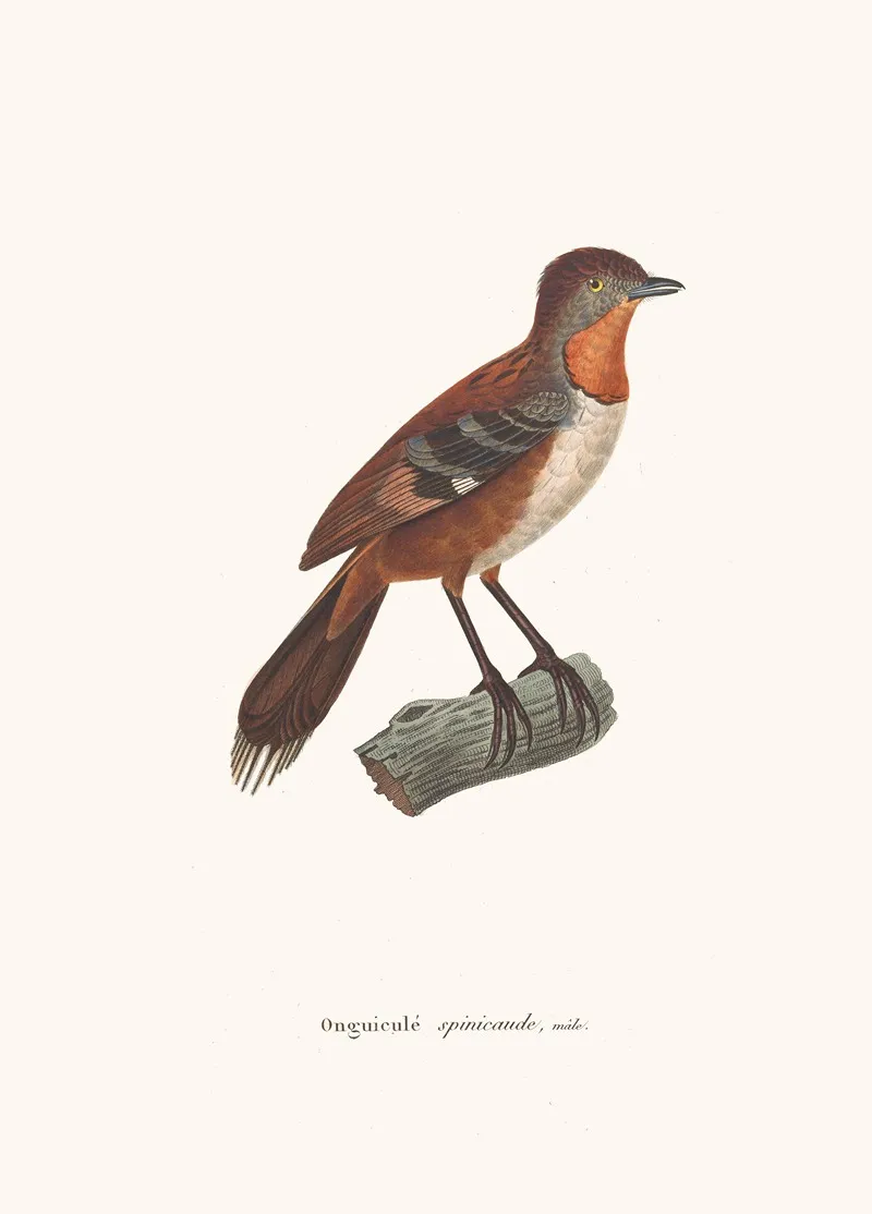 Onguicule Spinicaude Male Wall Art by Coenraad Jacob Temminck - High-Resolution Digital Print
