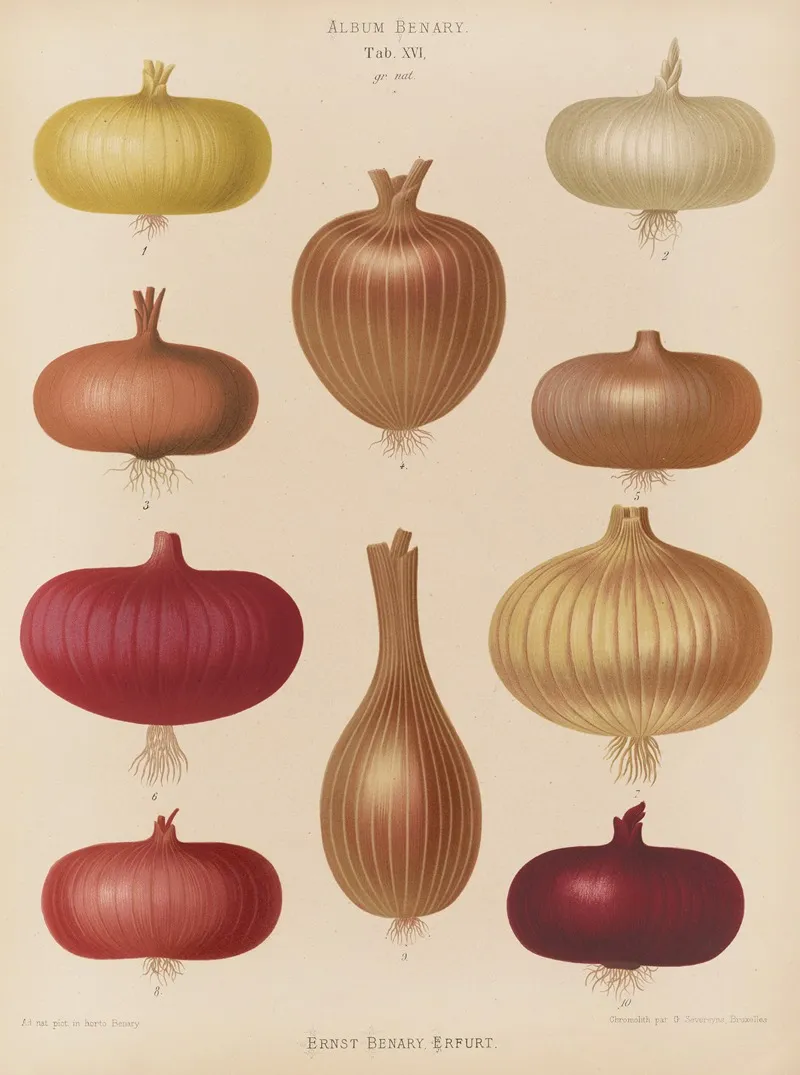 Onion Wall Art by Ernst Benary - High-Resolution Digital Print