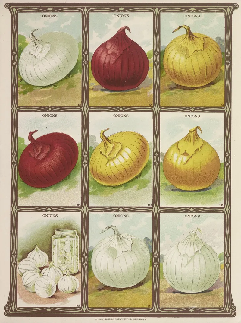Onions 3 Wall Art by Genesee Valley Lithograph Co. - High-Resolution Digital Print