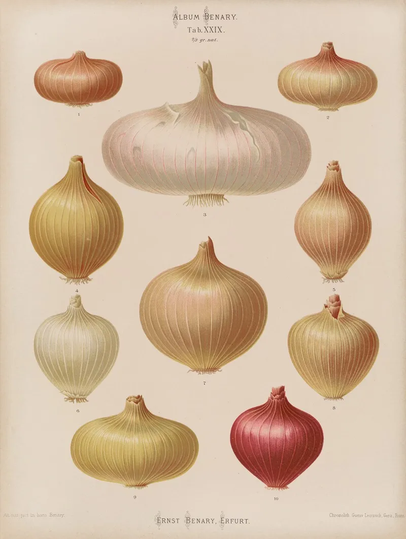 Onions Wall Art by Ernst Benary - High-Resolution Digital Print