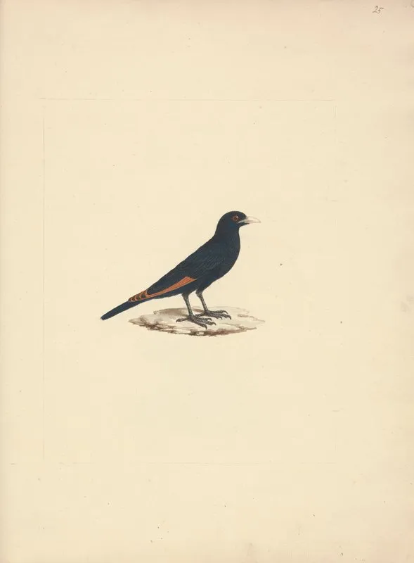 Onychognathus Albirostris White Billed Starling