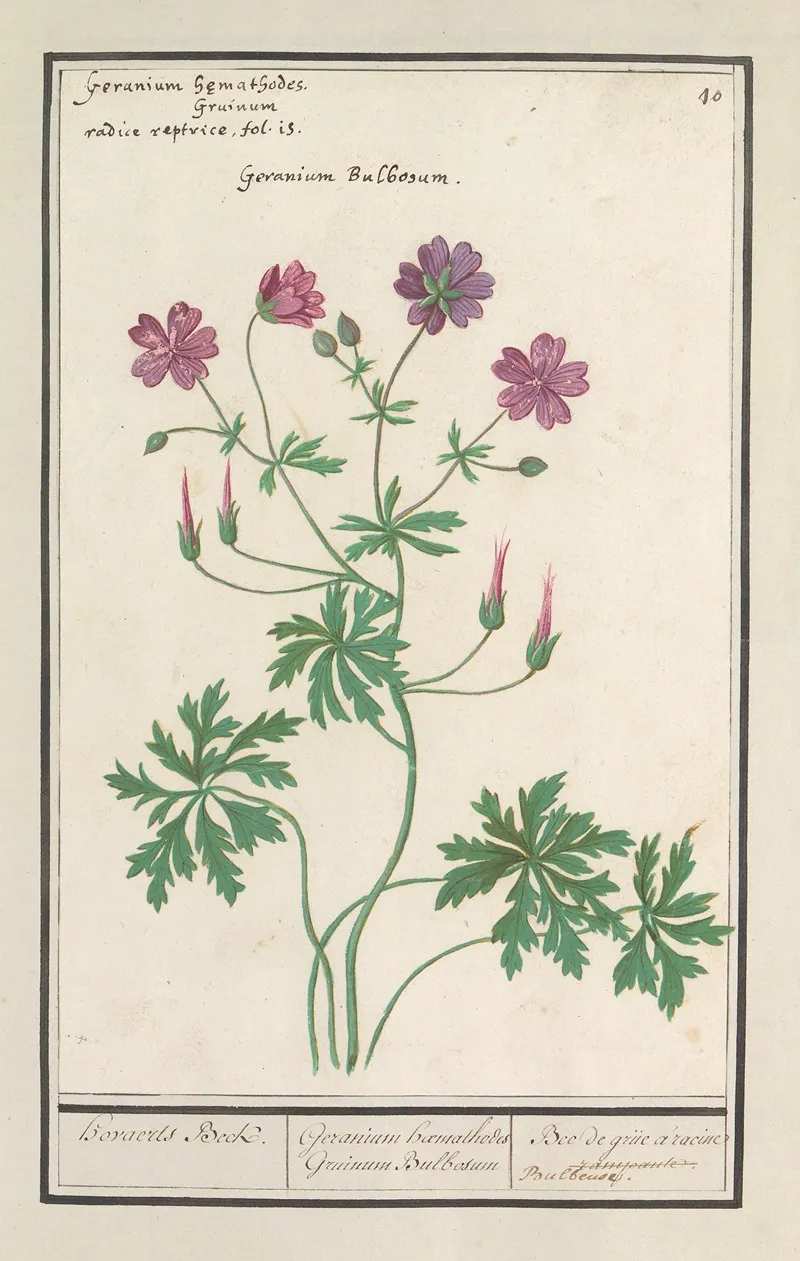 Ooievaarsbek Geranium Hovaerts Beck Geranium Haemathodes Gruinum Bulbosum Bec De Grue A Racine Bulbeuse Wall Art by Anselmus Boëtius de Boodt - High-Resolution Digital Print